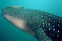 Whale Shark