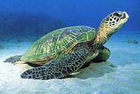 Sea Turtle